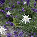 알프스산장 이미지