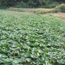 봉화랜드 이미지