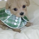 멍멍이와 야옹이 이미지