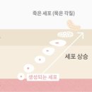 다르아크네 네이버블로그