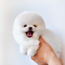 강아지분양 멍블랑 인천청라본점 이미지