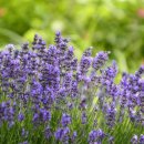 수채캘리그라피 이미지