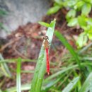 고추잠자리 이미지