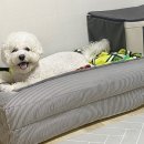 마이댕댕스쿨 이미지