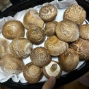 준열농장 | 국산 생표고버섯 "안성가촌표고"로 3가지 표고버섯 집밥 만들어 먹기