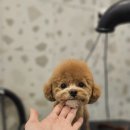 서면애견미용 맘바이 강아지 미용실 이미지