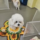 엉클독 애견유치원 이미지