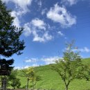 미네칼국수 이미지