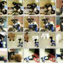 제이동물병원 이미지