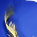 골든버터플라이 이미지