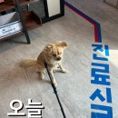아이파크 동물병원 | [스페셜 포토덤프] 강아지 중성화 과정 및 후기 (마산 동물병원 추천)