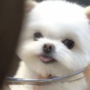 미용하는 강아지 이미지