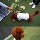 런던플라워앤가든 이미지