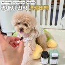 🐶 쿠키의 건강한 발걸음을 지켜주는 지혜, 누터스가든 ‘견생비책 모빌리티’와 함께한 이야기