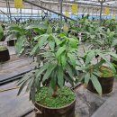 개성농장 2 이미지