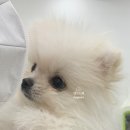 보드레 애견미용실 이미지