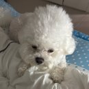 애견미용 두정동 소울독 방문 후기