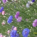 루드베키아 이미지