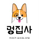 멍집사 | 수지 동천동] 코코의 최애 놀이터 발견! 위생부터 케어까지 완벽한 ‘멍집사’ 호텔&amp;유치원 리얼 후기 🐶✨