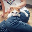 전북 익산시/남1/ 애교쟁이 노랑둥이 가족을 찾아요:) 이미지