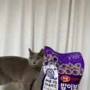 비트헤어 | [내돈내산] 하림펫푸드 밥이보약 CAT 걱정없는 헤어볼 후기