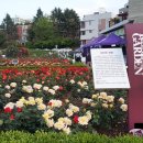 조선대학교 장미원 이미지