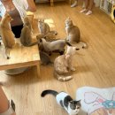 고양이 카페 여기 | 치앙마이 반캉왓 카페, 캣카페 고양이카페 추천 후기