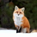 FOX 이미지