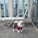 쉬오트애견풀빌라 | 쉬오트 애견풀빌라 &amp; 멍데이잡화점6 정모 후기!