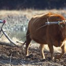 고향풍년 이미지