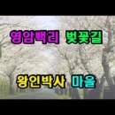 영암백리벚꽃길 왕인박사마을 이미지