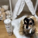 지엔와이 이미지