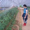 자연햇살 - 50488 | 자연햇살