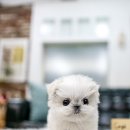 일산 강아지분양 스마트독 이미지