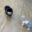 어썸강아지호텔 & 목욕 이미지