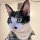 까미하우스 민박 이미지