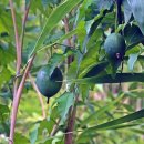 하늘타리 이미지