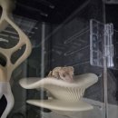 송도사 | 크레스티드 게코 키우기_2 / 도마뱀 용품 베스트 추천 / 랩템 머쉬룸 백업 / 두몽이네 사육장 / 일자...