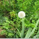 팔매숲공원 이미지