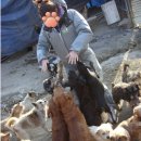 3000마리의 강아지, 냥이가 보호되고 있는 애린원이 폐쇄위기에 처했소! (서명) 이미지