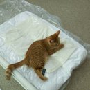하이호야 | 헤이하이호 베디베드 후기. 고양이 강아지 침대 졸업