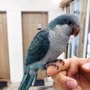 블루리프 이미지