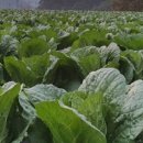 이명희농장 이미지