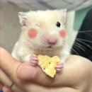 (주)닷에이스 이미지