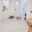 고양이호텔 외갓집 이미지