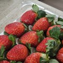 청원과일마트 | 설향딸기 맛집 청원생명딸기 드디어 찾음