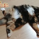 호야 달수 이미지