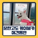 피어하우스구름(PEERHAUS) | 하이원 운탄고도 케이블카 애견동반 9월 비수기 후기 오히려좋아