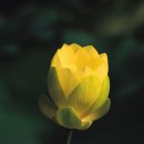 불러라 이미지