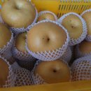 꼬마신고배 연말 세일판매합니다 이미지